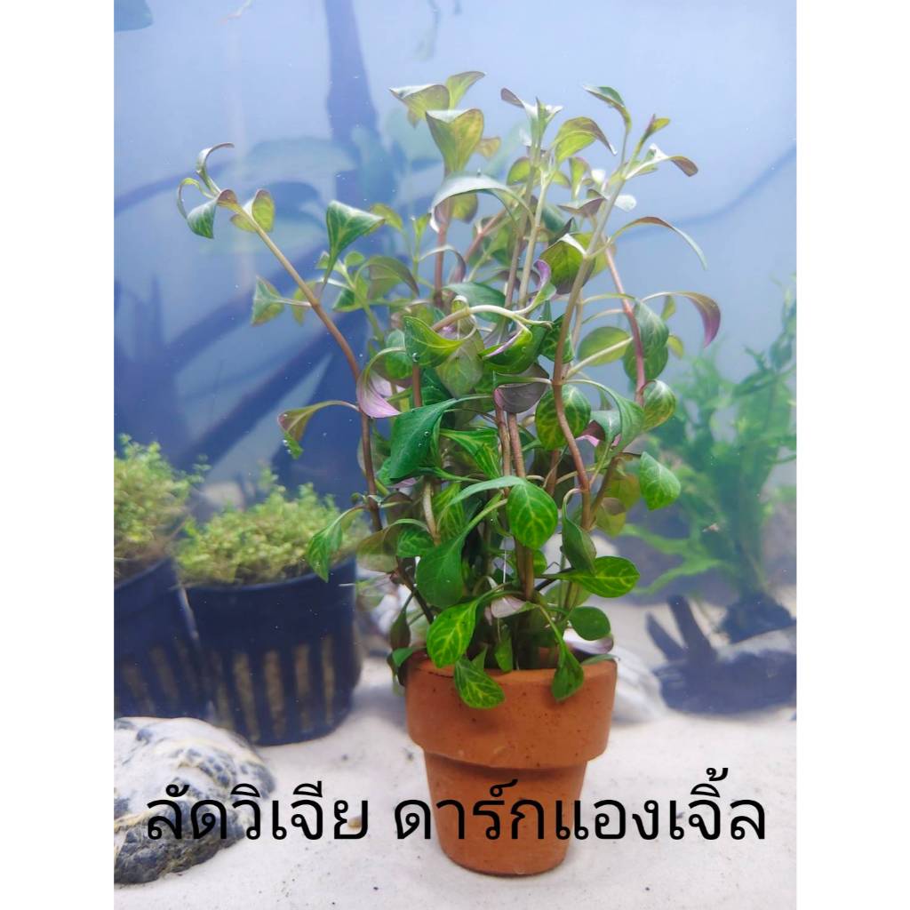 ลัดวิเจีย ดาร์กแองเจิ้ล ไม้น้ำ แต่งตู้ปลา หรือ อ่างบัว ปลูกง่าย เขียวสด โตเร็ว ใส่กระถางดินเผาสีส้ม พร้อมปลูก