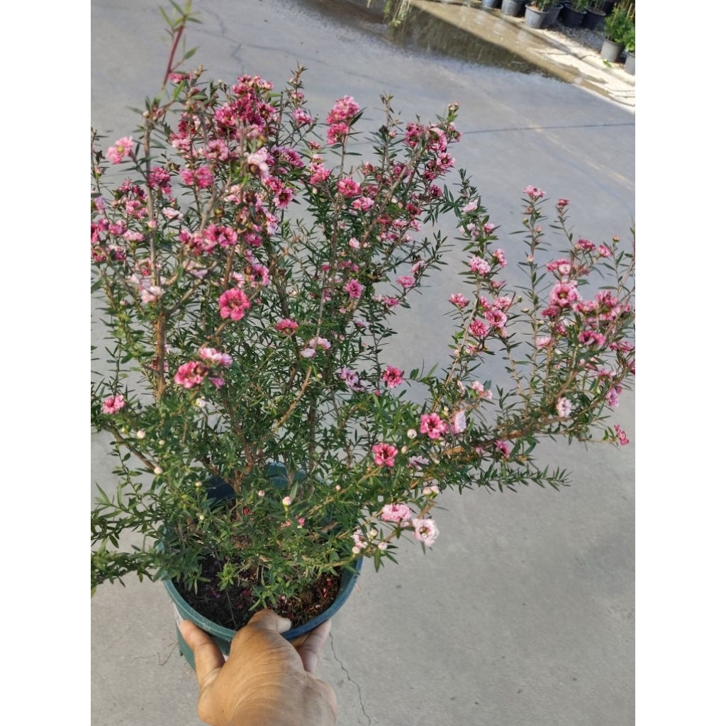 สนมานูก้า Manuka honey tree สนประดับ