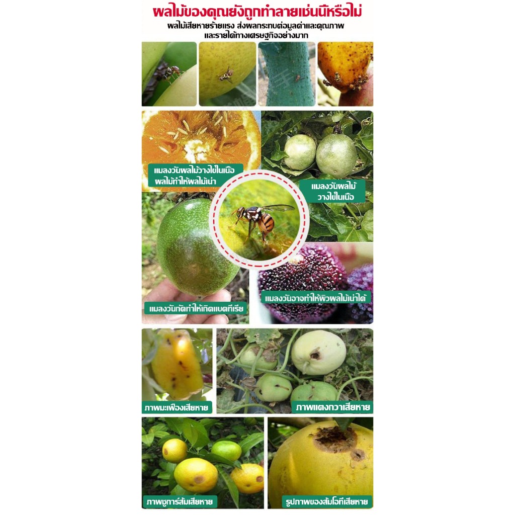 🔥QA🔥สเปรย์กาว 450ml เข้มข้นสุด เมทิลยูจินอล กาวดักแมลง ดึงดูดแมลงวัน100% ติดแน่น หนีไม่พ้น สารล่อแมลงทอง 1 ขวดใช้พื้นที่ - รูปที่ 6