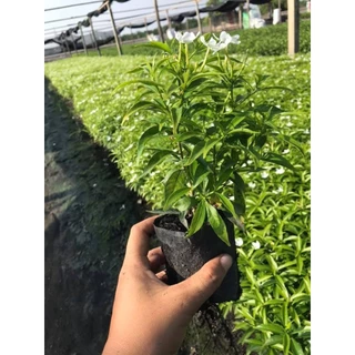 ต้นพุตศุภโชติ (ส่งฟรีทักแชท) พุดศุภโชค (อ่านรายละเอียดข้างล่างก่อนสั่งซื้อ)