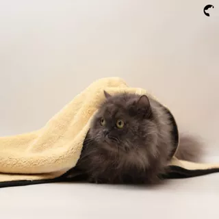Chapet Velvet Towel (ผ้าเช็ดตัวสำหรับสัตว์เลี้ยงขนสั้น)