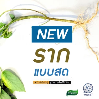 ตำแยแมวสด คัดราก ( พิเศษ 20 ต้น ) รากตำแยแมว ของเล่นแมวชอบ