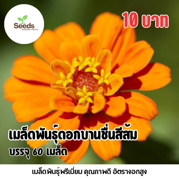 เมล็ดพันธุ์ ดอกบานชื่นกลีบซ้อนสีส้ม บรรจุ 60 เมล็ด