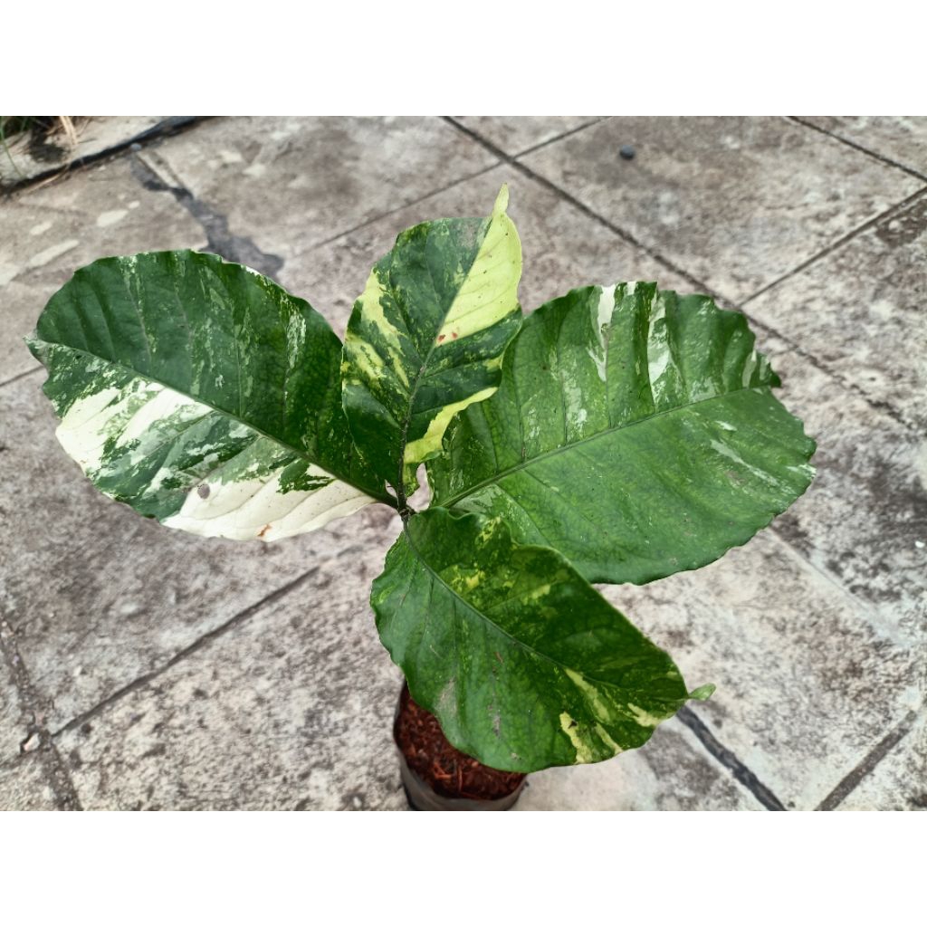กาแฟโรบัสต้าด่าง(Robusta Variegated)