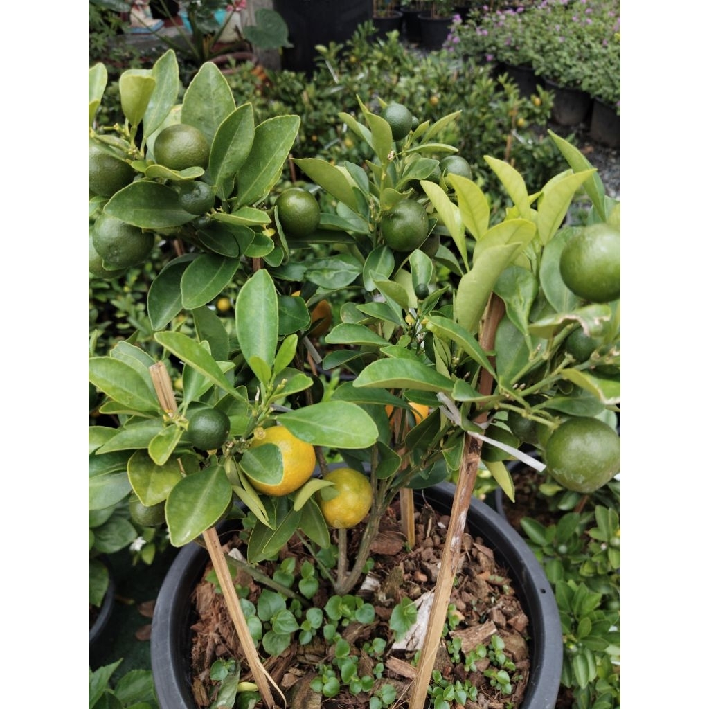 ส้มจี๊ด  Kumquat ส้มประดับ สัมไหว้เจ้า