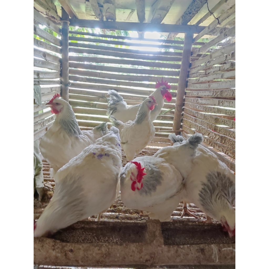 ไข่เชื้อไก่โคโลเนชั่นชัชเชค