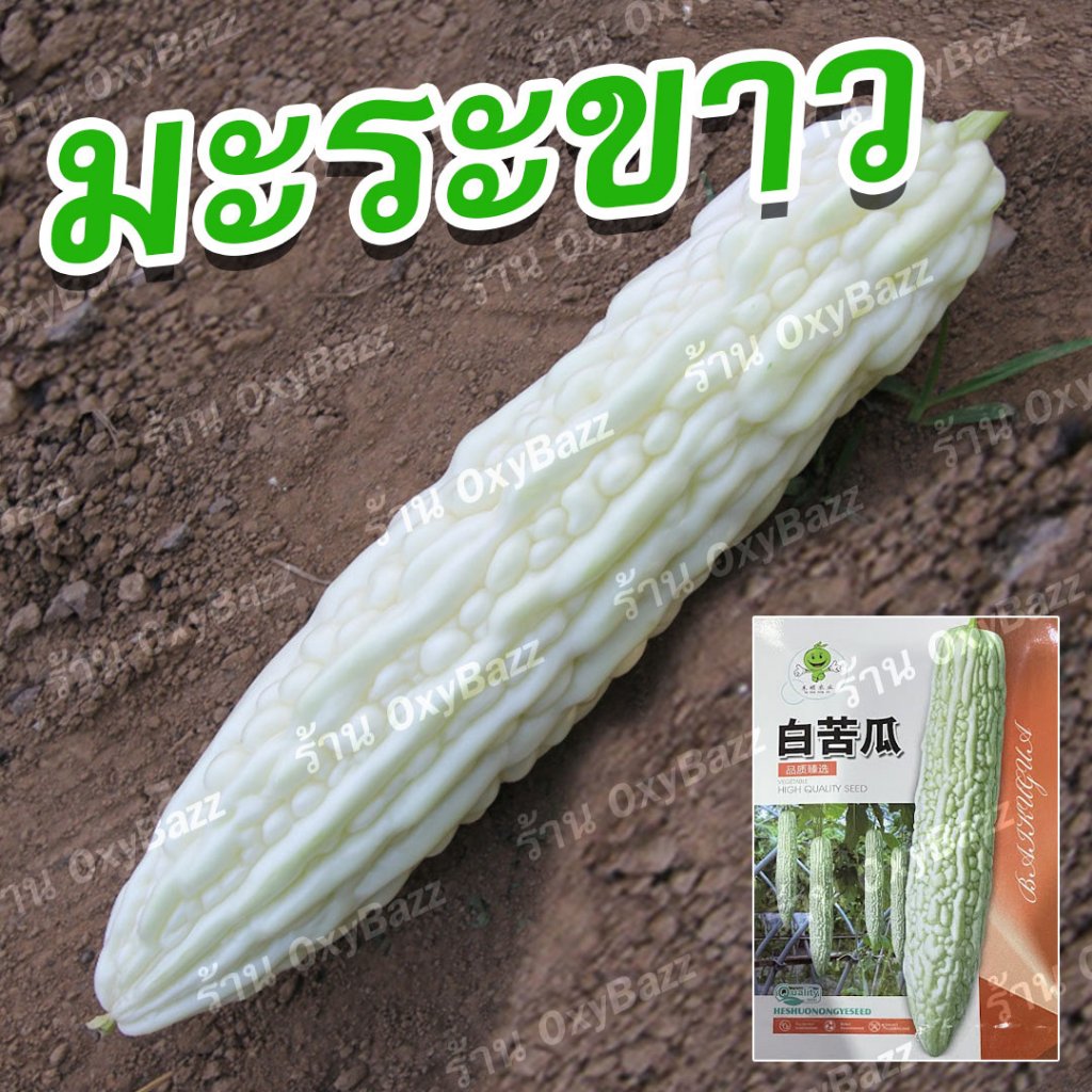 เมล็ดพันธุ์มะระขาว 10เมล็ด เมล็ดพันธุ์มะระจีนขาว เมล็ดมะระขาว White Bitter Gourd Seeds – โปรปัง