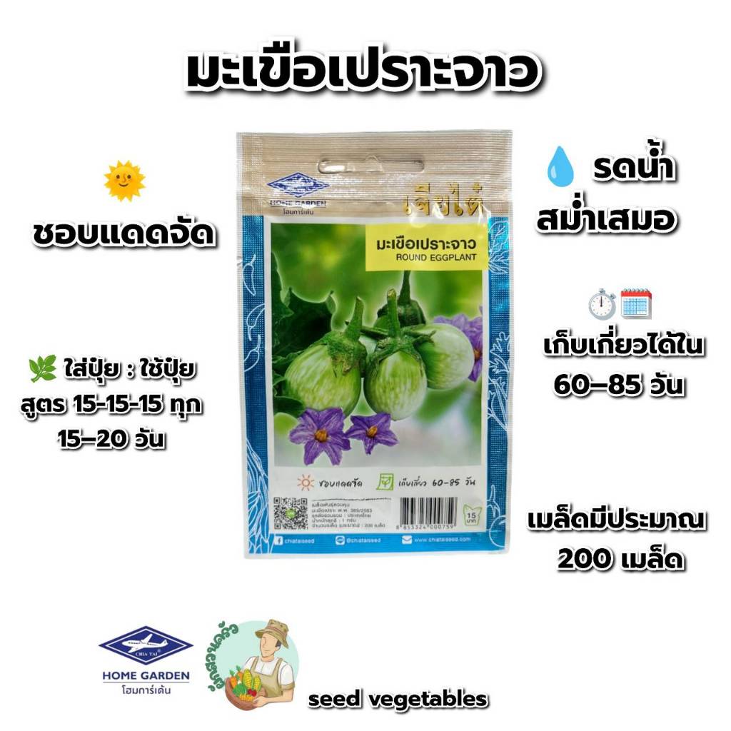 มะเขือเปราะจาว CT/OP-171 ผักเจียไต๋ มะเขือเปราะ เมล็ดพันธุ์ มะเขือ เมล็ดพืชผักสว