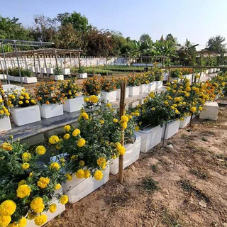 กล่องโฟมทรงสูง กล่อง 20 กิโลกรัม เกรดพิเศษ เม็ดละเอียดคุณภาพสูง พร้อมเจาะรู พร้อมถุงคลุม - เกษตรกรรมยั่งยืน