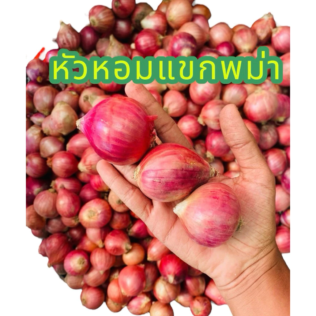 หอมแขกพม่า ซส์กระเทย น้ำหนัก 9.5-10กิโล คัดพิเศษไม่มีเน่าไม่มีเสีย ทางเราจัดโปรราคาส่งทั่วประเทศ
