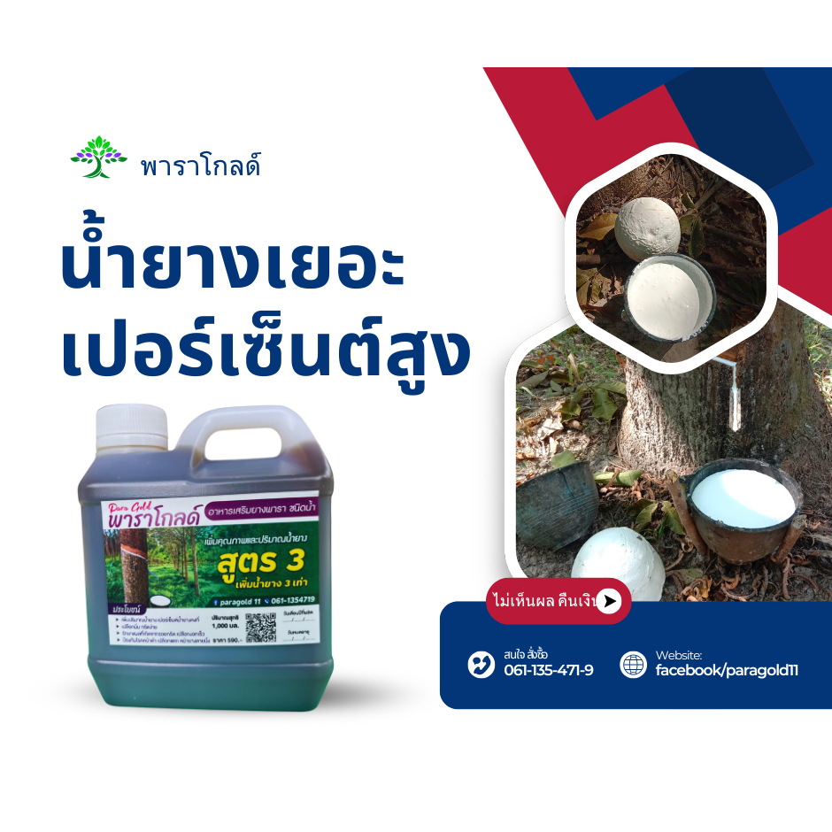 พาราโกลด์ สูตร 3 เพิ่มน้ำยางได้มากถึง 2เท่า ช่วยรักษาหน้ายาง ช่วยขยายท่อน้ำยาง และสร้างความสมบูรณ์ ป้องกันเชื้อรา