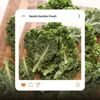 เมล็ดผักเคลใบหยิก (Kale) บรรจุ 100 เมล็ด