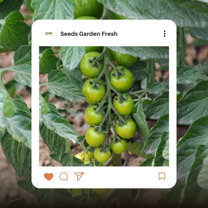 เมล็ดมะเขือเทศเชอร์รี่ บรรจุ 100 เมล็ด - รูปที่ 3