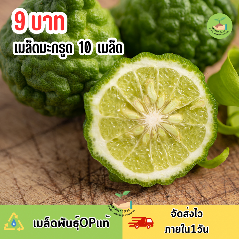 9 บาท เมล็ดมะกรูด 10 เมล็ด