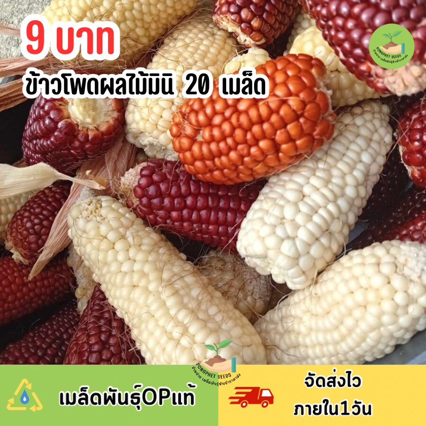 เมล็ดพันธุ์ข้าวโพดผลไม้มินิ 20 เมล็ด