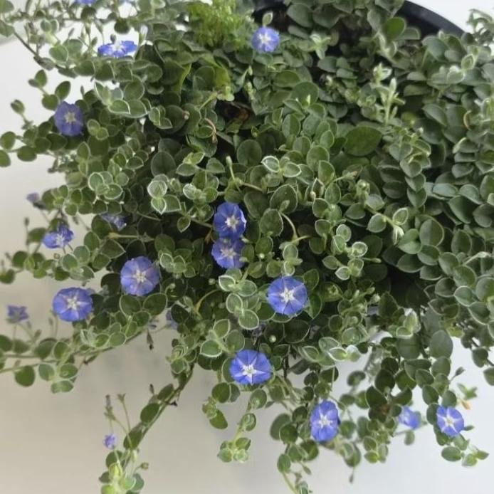 ใบต่อก้าน มอนิ่งกลอรี่ คลุมดินWild ground morning glory  สินค้าถ่ายจากต้นจริง พร้อมส่ง