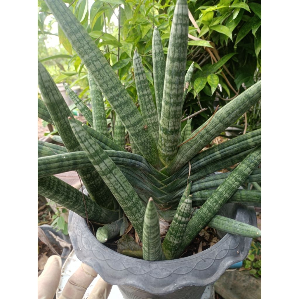 ต้นลิ้นมังกรบอนเซล (Sansevieria boncellensis)หรือว่านงาช้างแคระบอนเซล
