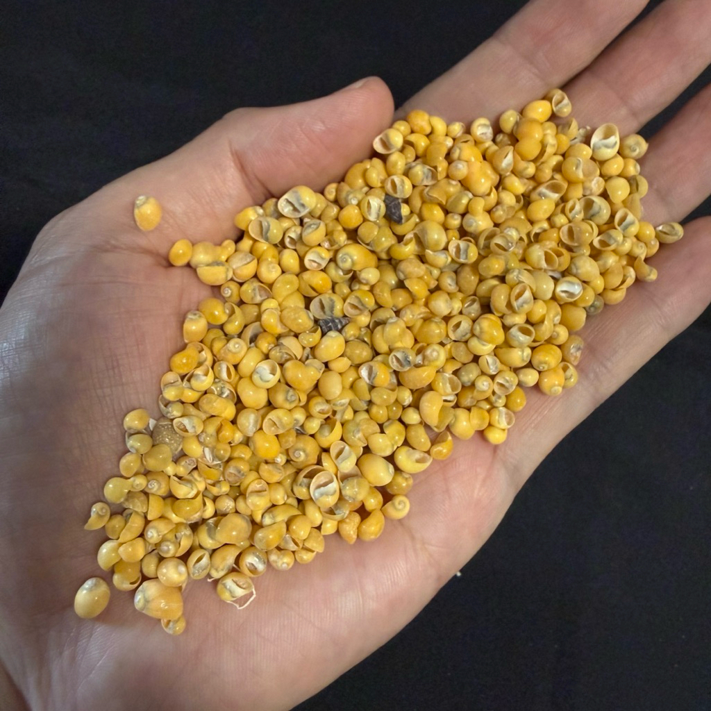 หอยสังข์จิ๋วสีเหลืองหายาก 50g MINI JIN DOU สำหรับทำหัตถกรรมเปลือกหอย size:0.2-1cm