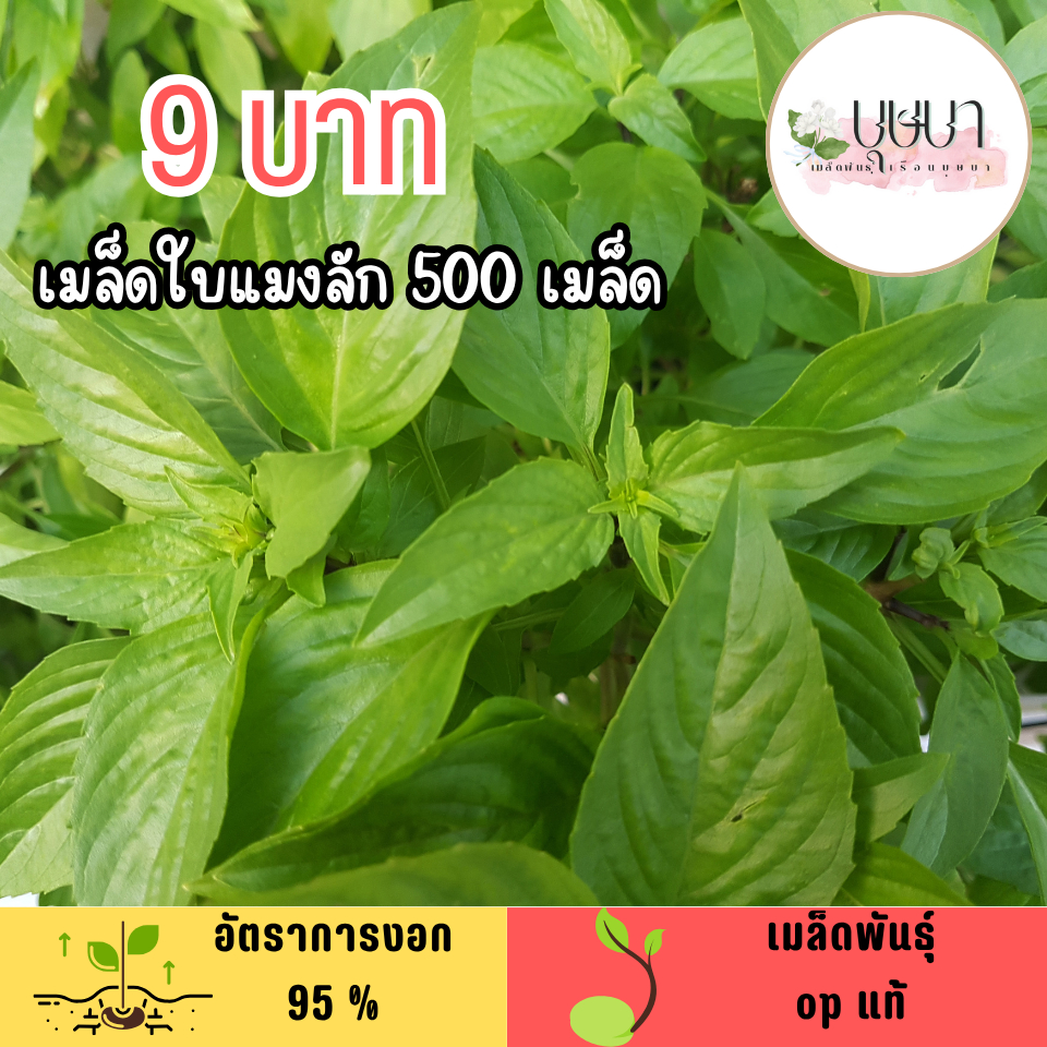 เมล็ดใบแมงลัก 500 เมล็ด