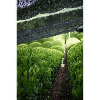 Yame Matcha Vismores – Hoshikage New Harvest 2026 มัทฉะเกรดพิธีการ 30g Ceremonial grade