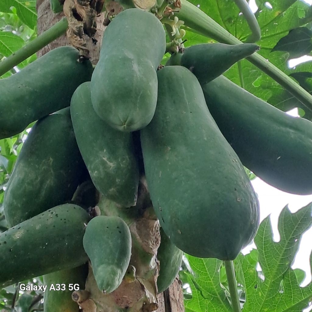 มะละกอแกงดิบ และตำส้มปลอดสารพิษทุกชนิด สดๆจากต้น 1ลูก หนักประมาณ8ขีด-1กก.
