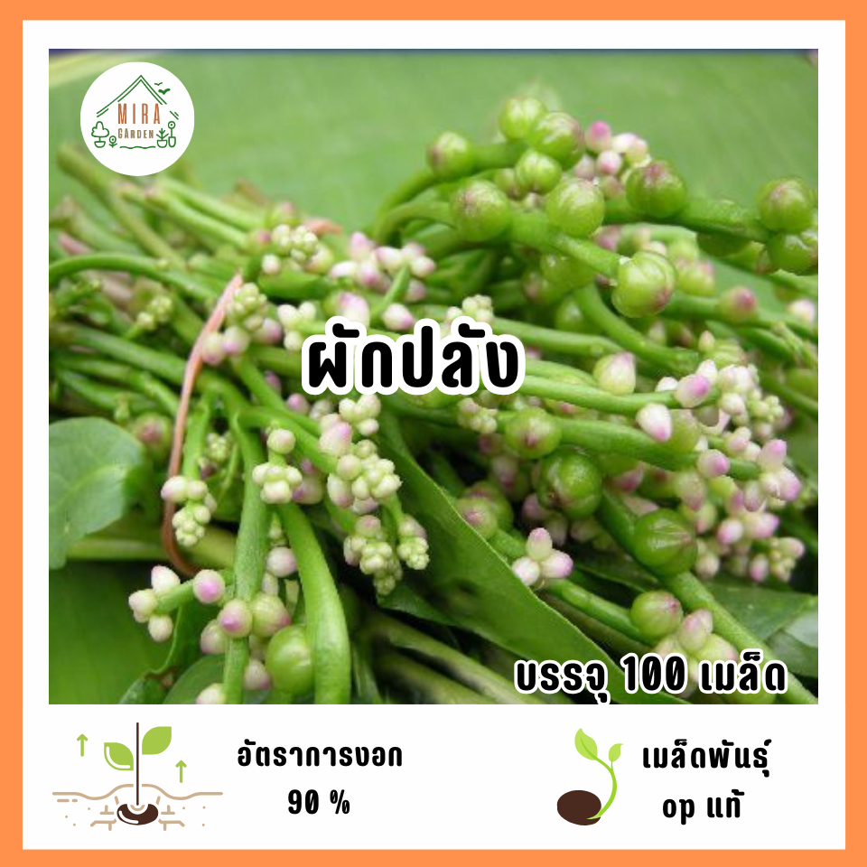 เมล็ดพันธุ์ผักปลัง 100 เมล็ด