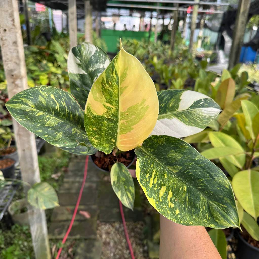 Philodendron Green Congo Hybrid ฟิโลเดนดรอน กรีนคองโก ไฮบริด ด่าง