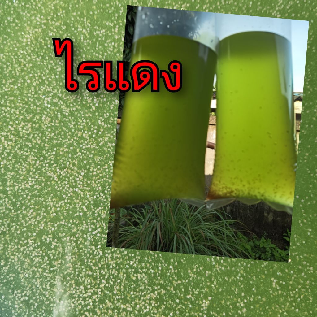 ไรแดง อาหารปลา เพาะขยายพันธ์ แตกตัวดี