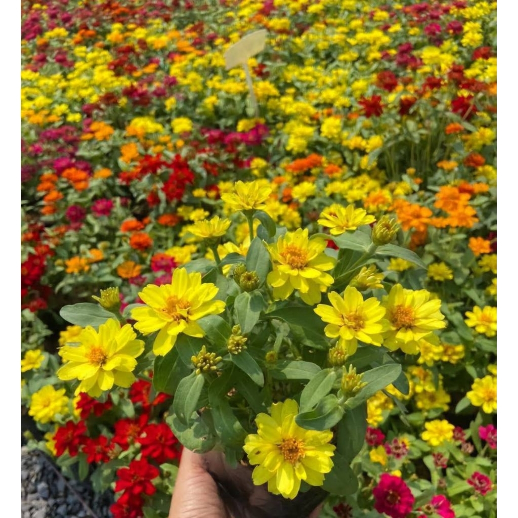 ต้นดอกบานชื่นซ้อนแคระคละสี1ถุงดำใหญ่🌱