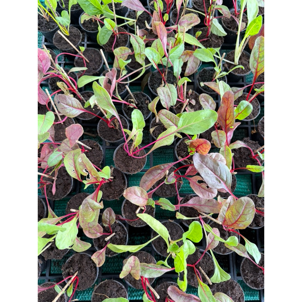 ต้นกล้าสวิสชาร์ด คละสี (Swiss Chard mix Colors) รากเดินดี สามารถนำไปปลูกต่อได้ กระถาง 2 และ 4 นิ้ว - รูปที่ 3