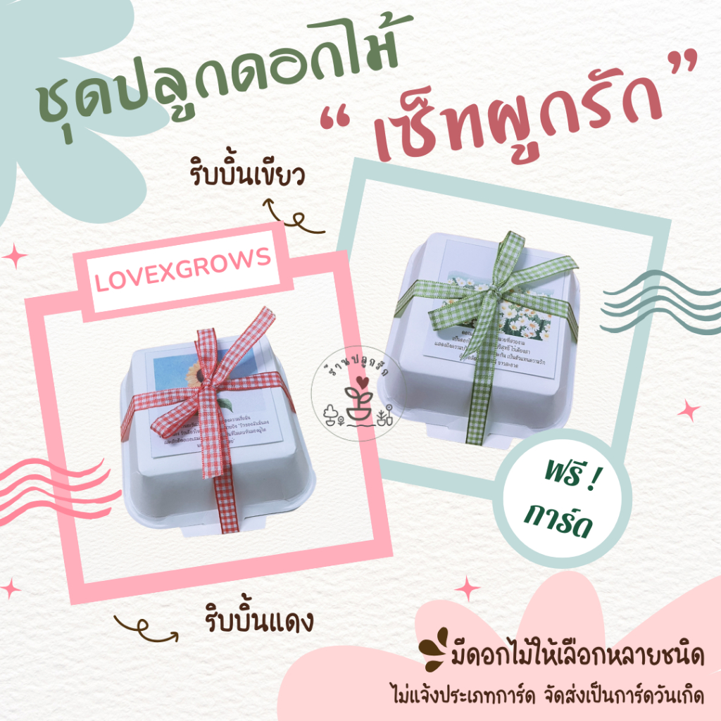 LXG : ชุดปลูกดอกไม้เซ็ทผูกรัก (เซ็ทของขวัญ) ของขวัญ ของชำร่วย ของขวัญปัจฉิม ของขวัญวาเลนไทน์