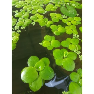 ☘️จอกญี่ปุ่นดาว☘️เลี้ยงง่ายไตไว☘️สร้างบรรยากาศสดใส☘️น้องาปลาวางไข่สดชื่นมากๆค่ะจอกญี่ปุ่นจิ๋ว..20++++.💕🫠☘️☘️☘️