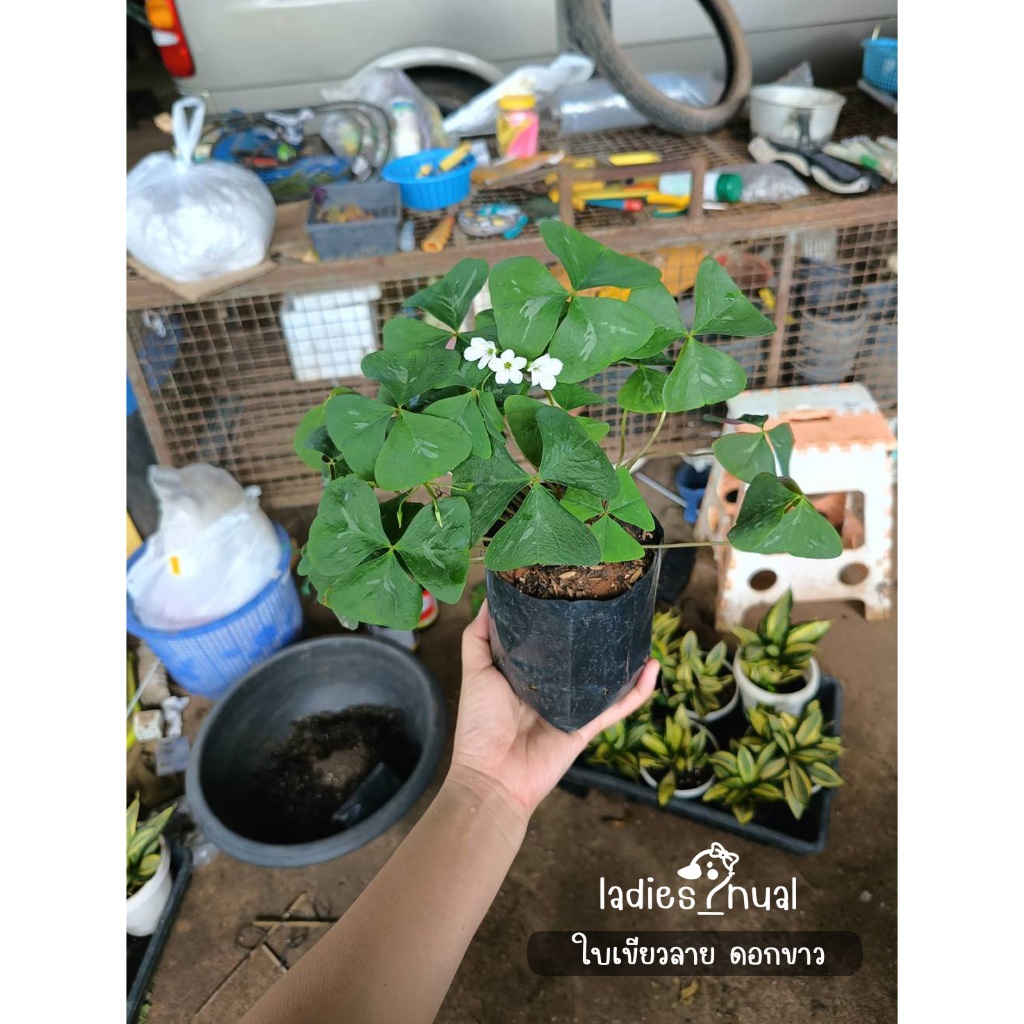 ผีเสื้อราตรี ปีกผีเสื้อ Oxalis triangularis ในถุงเพาะชำพร้อมลงกระถาง