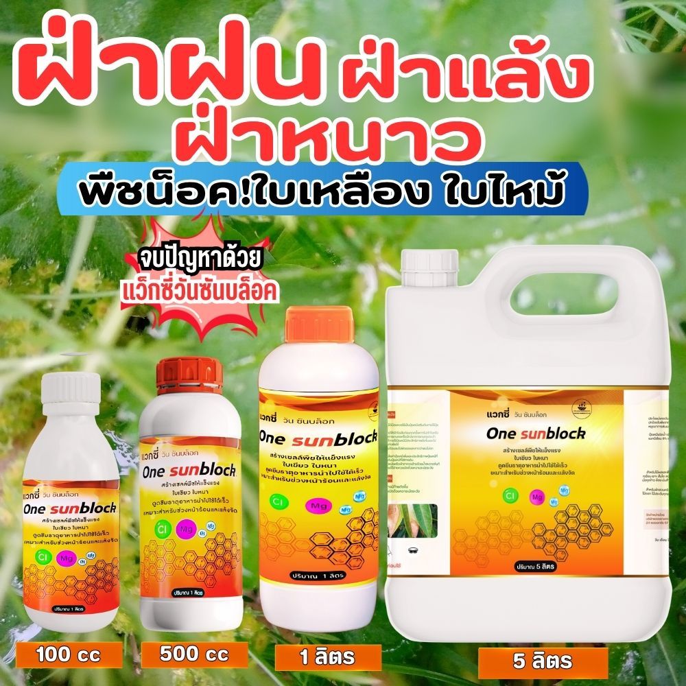 แว็กซี่วัน ปกป้องพืชจากอาการใบเหลืองใบไหม้ จากแสงแดดจัด ลมหนาวเย็น หรือมีฝน อาการซันเบิร์น