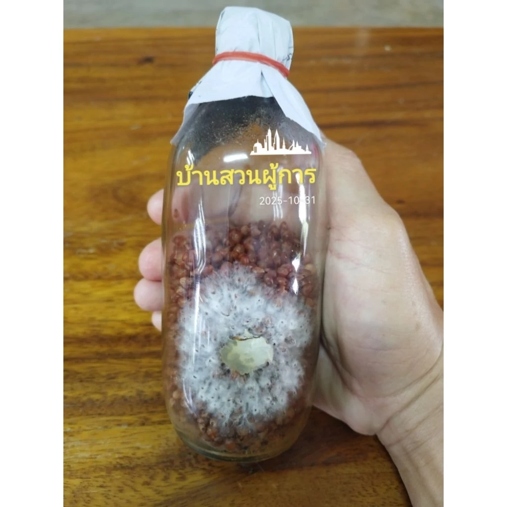 เชื้อเห็ดนางฟ้าภูฎาน นางรมเทา หูหนู ฮังการี่ ขอนขาว นางรมทอง เชื้อเห็ดในเม็ดข้าวฟ่าง เชื้อเห็ดพร้อมหยอด ใช้กับก้อนฟางได้