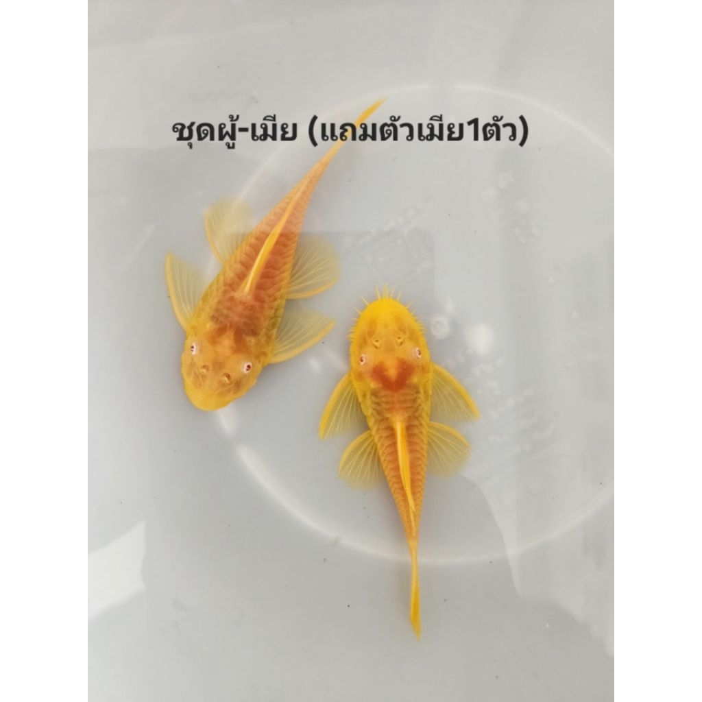 (‼️PRO สิ้นปี‼️)อาหารปลาซัคเกอร์L144 24K(ผู้+เมีย)2นิ้วชุด1คู่แถมเมีย1ตัว