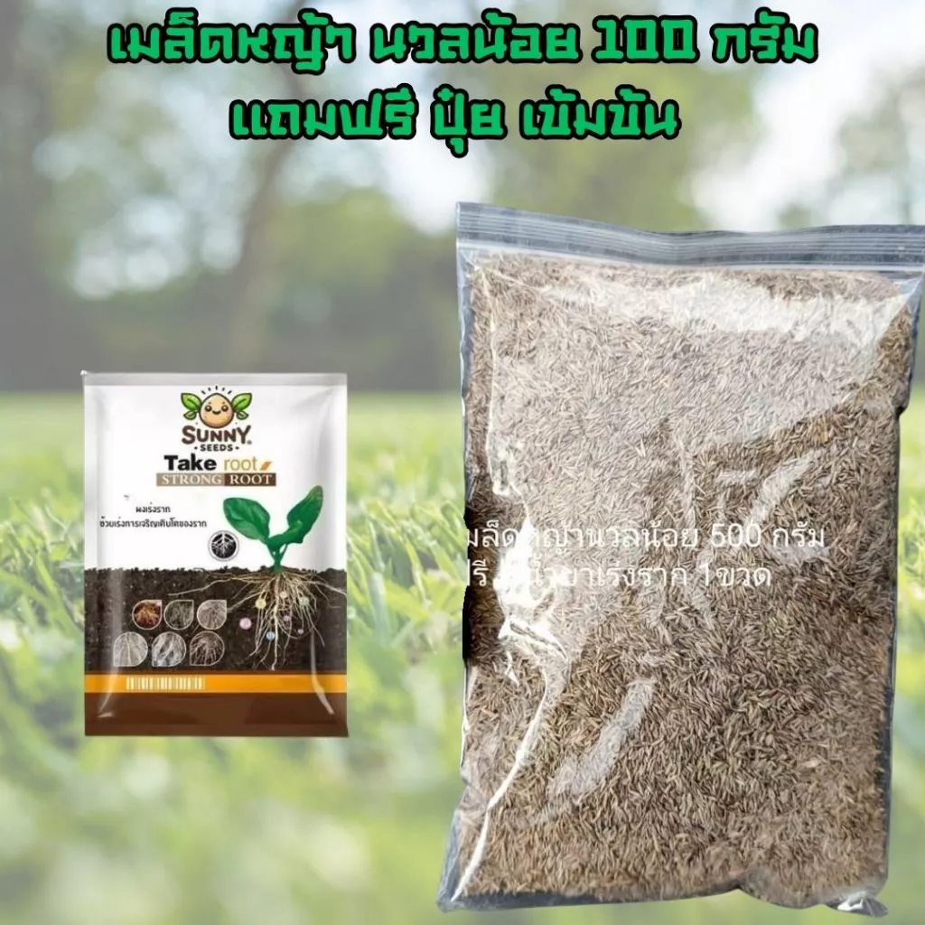 เมล็ดหญ้านวลน้อย 100 กรัม แถมฟรีปุ๋ย เร่งราก เร่งโต เข้มข้น ปลูกได้ 25-50 ตรม พร้อมส่ง
