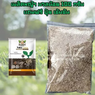 เมล็ดหญ้านวลน้อย 100 กรัม แถมฟรีปุ๋ย เร่งราก เร่งโต เข้มข้น ปลูกได้ 25-50 ตรม พร้อมส่ง