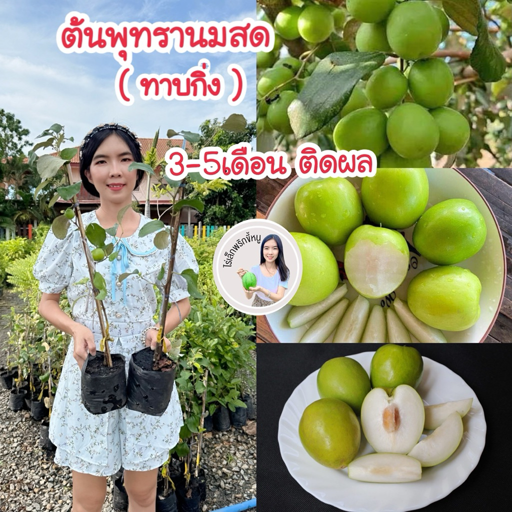 #ปลูก3-5เดือนติดผล ปลูกในกระถางได้ #ต้นพุทรานมสด(ทาบกิ่ง) สูงราว40-80เซน