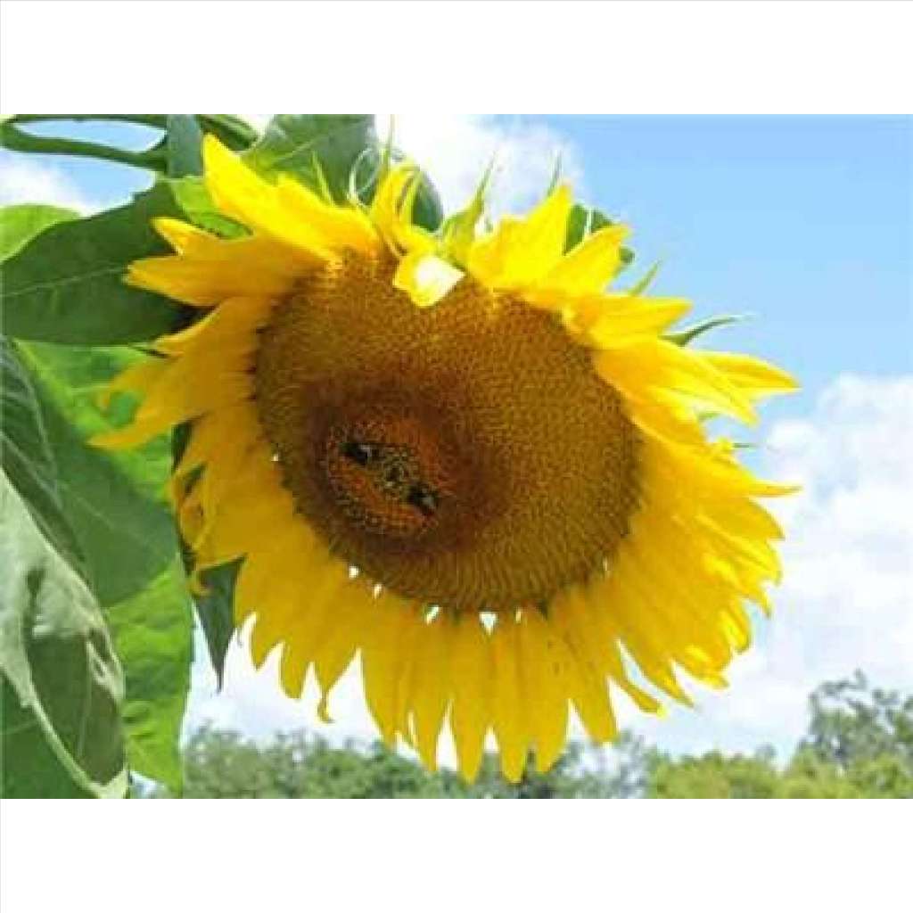 เมล็ดพันธุ์ ทานตะวันแคระ 100 เมล็ด Big Smile Sunflower Seed เมล็ดพันธุ์แท้100% นำเข้าจากต่างประเทศ ปลูกผัก สวนครัว ราคาถ