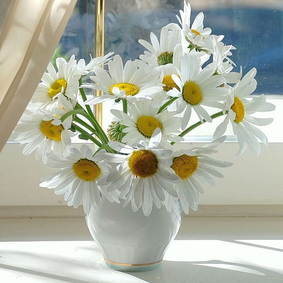 เมล็ดพันธุ์ ดอกเดซี่ สีขาว 1000 เมล็ด White Daisy Silver Princess Seed เมล็ดพันธุ์แท้ ปลูกง่าย ไม่กลายพันธุ์ - รูปที่ 7