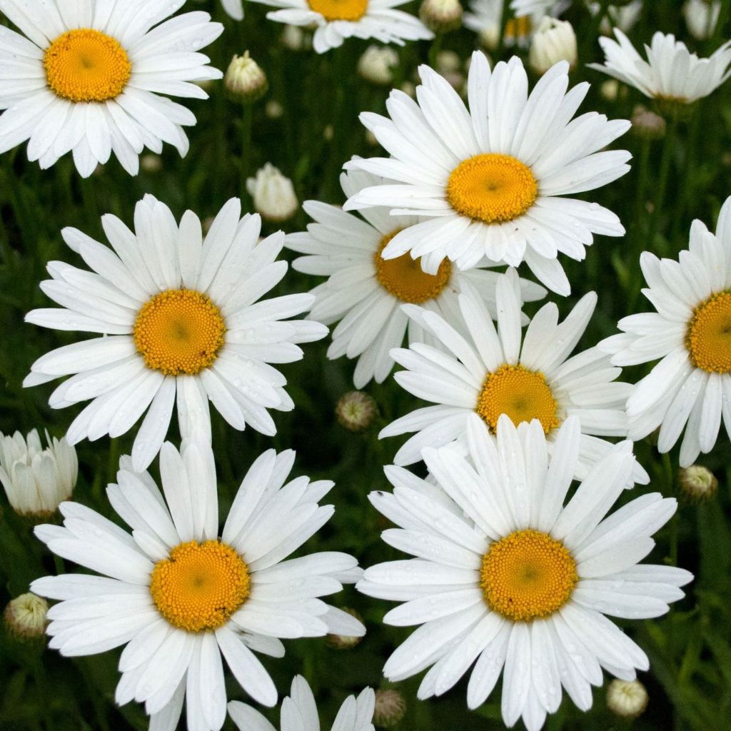 เมล็ดพันธุ์ ดอกเดซี่ สีขาว 1000 เมล็ด White Daisy Silver Princess Seed เมล็ดพันธุ์แท้ ปลูกง่าย ไม่กลายพันธุ์ - รูปที่ 6