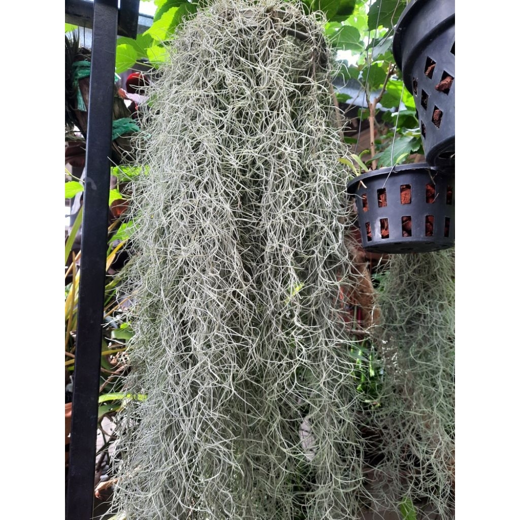 เคราฤาษี  ประมาณ 90- 100 กรัมเน้นยาว ไม่ดำ ยาวประมาณ 70-90 cm./ไม่สั่งรวมกับหมวดอื่น  ป้องกันสินค้าเสียหาย