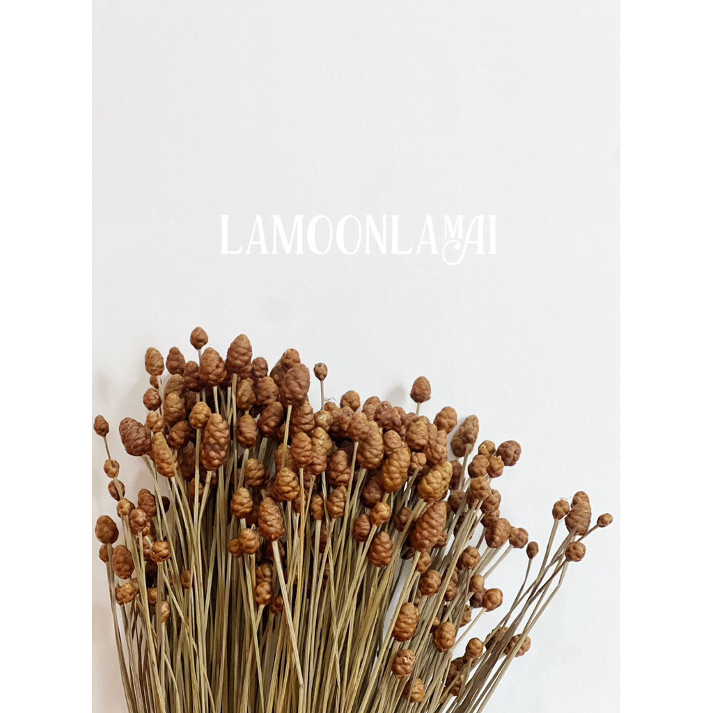 กระถินทุ่ง ดอกไม้แห้ง พร๊อพถ่ายภาพ ตกเเต่ง ตกเเต่งร้าน(พร้อมส่ง)