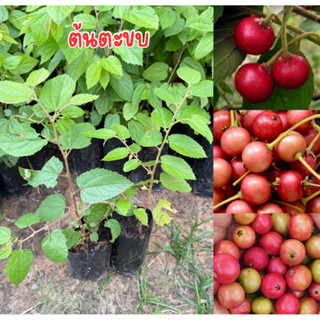 ต้นตะขบ ปลูกไว้หน้าบ้านเป็นที่ร่มเงาได้ดีชุด4ต้น80บาท สูง20เ…