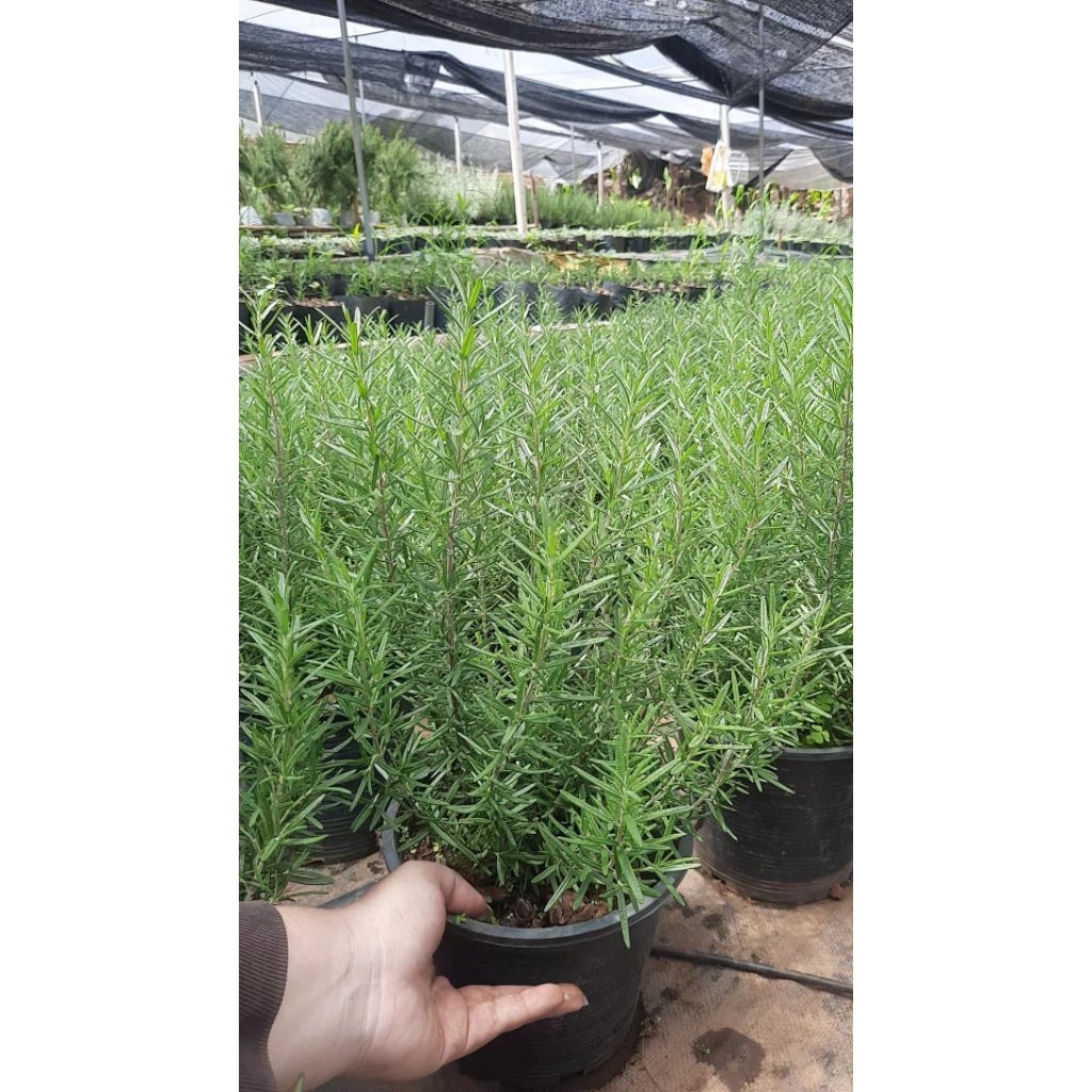 โรสแมรี่ rosemary :)