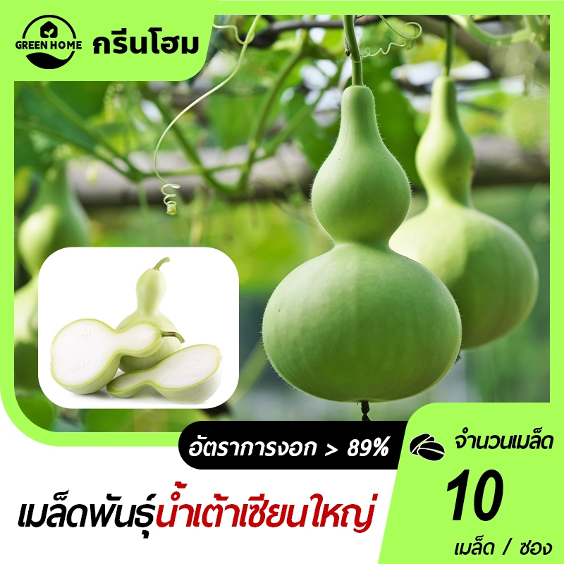 10 เมล็ด เมล็ดพันธุ์น้ำเต้าเซียนใหญ่  น้ำเต้าเซียน  เมล็ดผัก ปลูกผัก ปลูกง่าย ปลูกได้ทั่วไทย