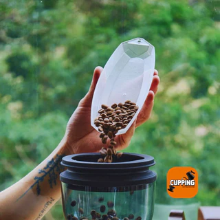 ถาดใส่เมล็ดกาแฟ คัดแยกเมล็ดกาแฟ Coffee bean Sorting Tray DahuziYan