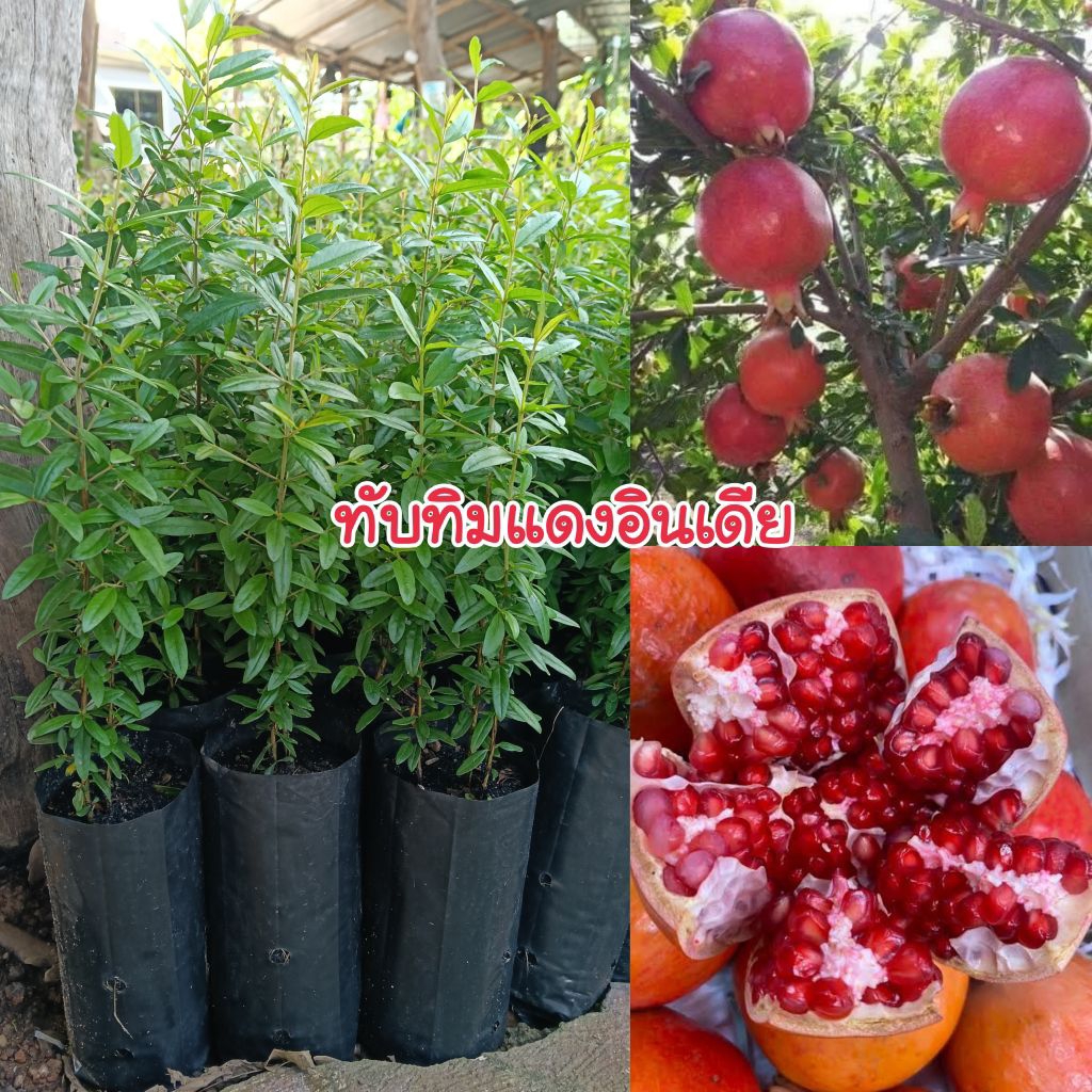 (4 ต้น 99.-) ต้นทับทิมแดงอินเดีย สามารถปลูกแดดจัดได้ ปลูกง่ายให้ผลผลิตเร็ว