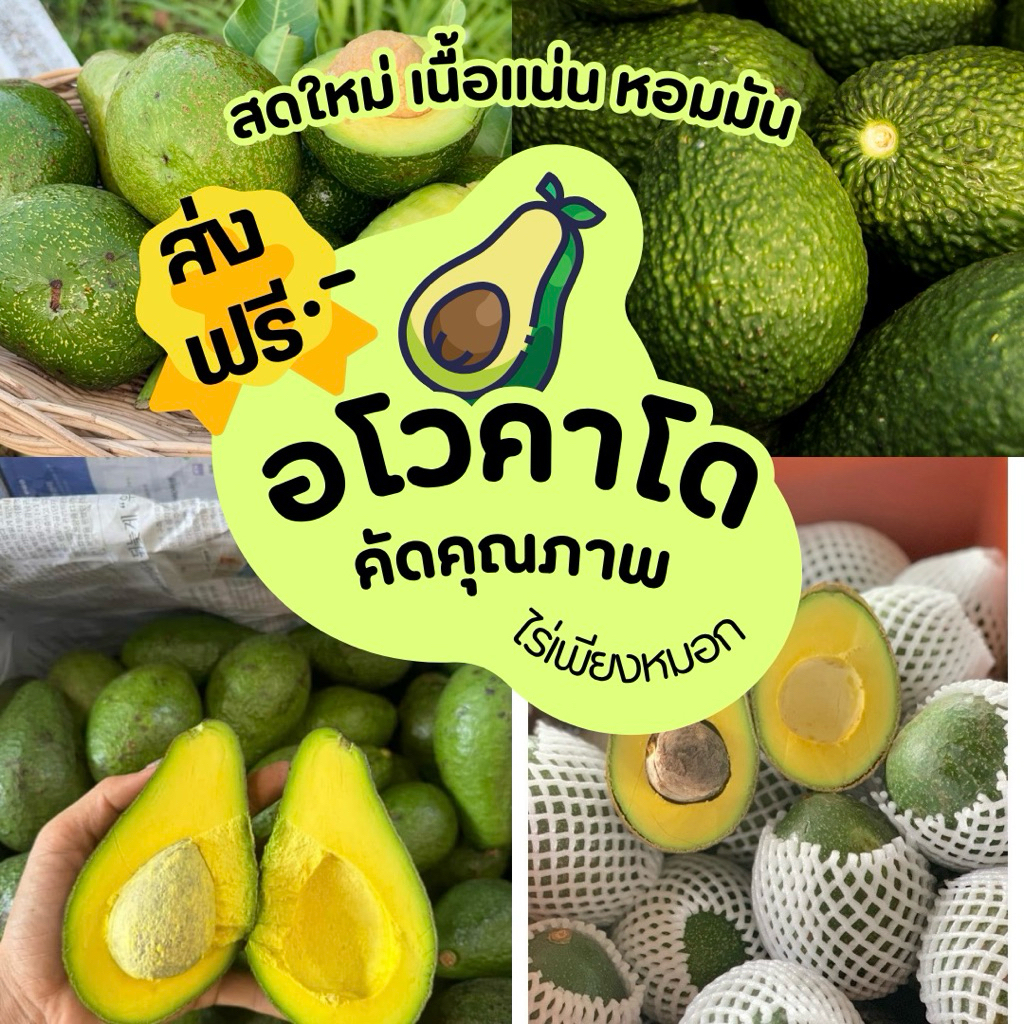 อโวคาโด้ {กล่อง 1 กิโลกรัม} เก็บสดใหม่จากบนดอย จังหวัดเชียงใหม่ พันธุ์ซับ พื้นเมือง ปีเตอรสัน บัคคาเนีย คัดคุณภาพอย่างดี